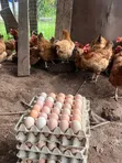 Fertile Sasso Eggs - 2