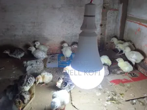 Hybrid Turkey Poults for Sale