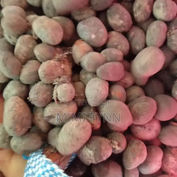 Bulk Dried Shea Nuts - 1