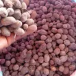 Bulk Dried Shea Nuts - 2