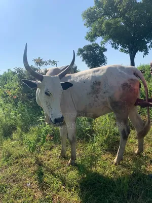 Cows for Sale - 350 Head