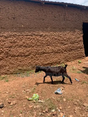 Healthy Goats for Sale