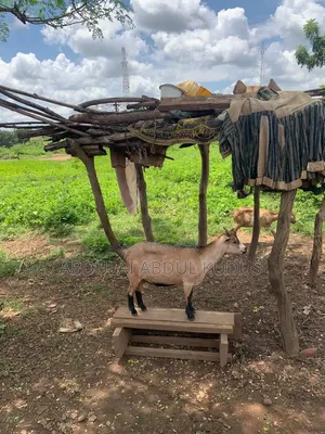 Goats for Sale