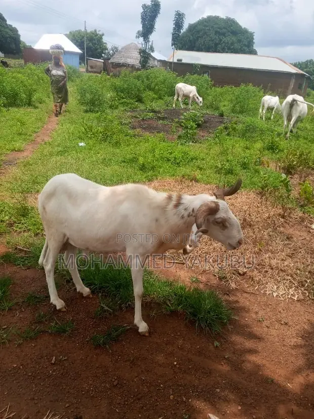 500 Sheep for Sale - 1