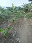 Ashalaja Titled Land with Dwarf Wall for Sale - 2