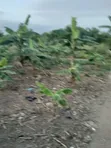 Ashalaja Titled Land with Dwarf Wall for Sale - 3