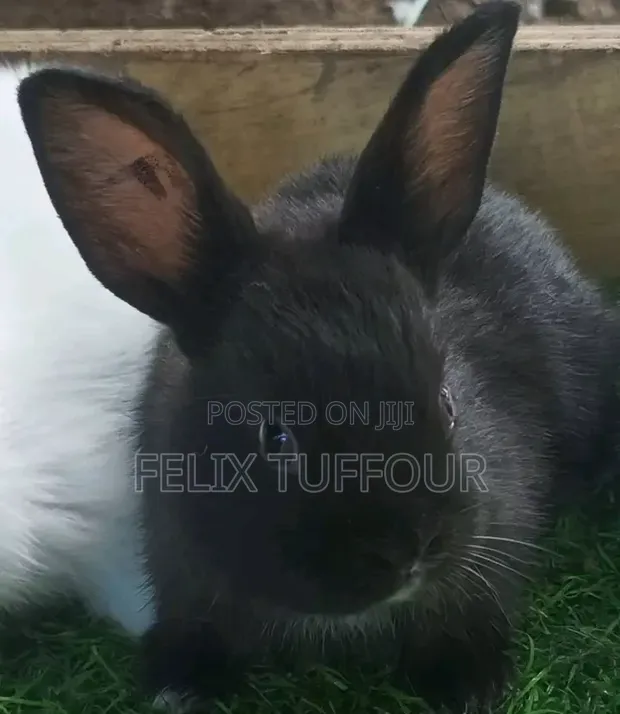 Angola Rabbits - 15 Available - 1
