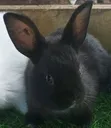 Angola Rabbits - 15 Available - 1