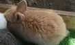 Angola Rabbits - 15 Available - 2