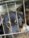1-3 Month Male Mixed Breed German Shepherd - 2