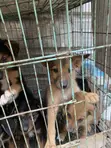1-3 Month Male Mixed Breed German Shepherd - 3