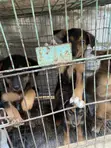 1-3 Month Male Mixed Breed German Shepherd - 4