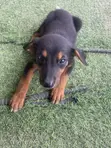 1-3 Month Male Mixed Breed German Shepherd - 5