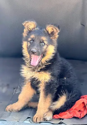 1-3 Month Male Purebred German Shepherd Puppies