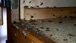 Professional Fumigation and Pest Control Services - 1