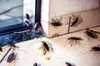 Professional Fumigation and Pest Control Services - 2