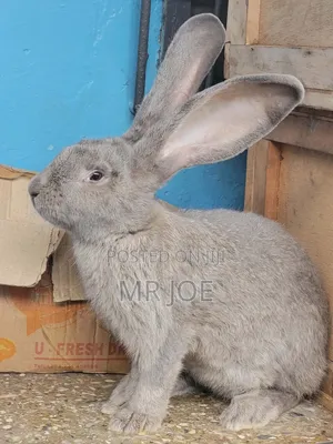 Healthy Rabbit for Sale