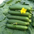 Assorted Vegetable Seeds for Planting - 2