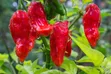 Assorted Vegetable Seeds for Planting - 4