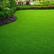 Carpet Grass Seeds (Bermuda) - 2