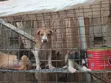 Purebred Male Puppy, 3-6 Months - 2