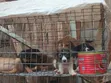 Purebred Male Puppy, 3-6 Months - 3