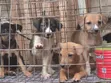 Purebred Male Puppy, 3-6 Months - 4