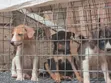 Purebred Male Puppy, 3-6 Months - 5