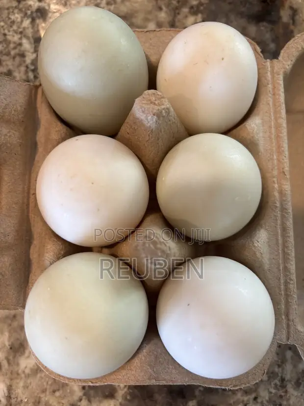 Fertilized Duck Eggs for Sale - 1