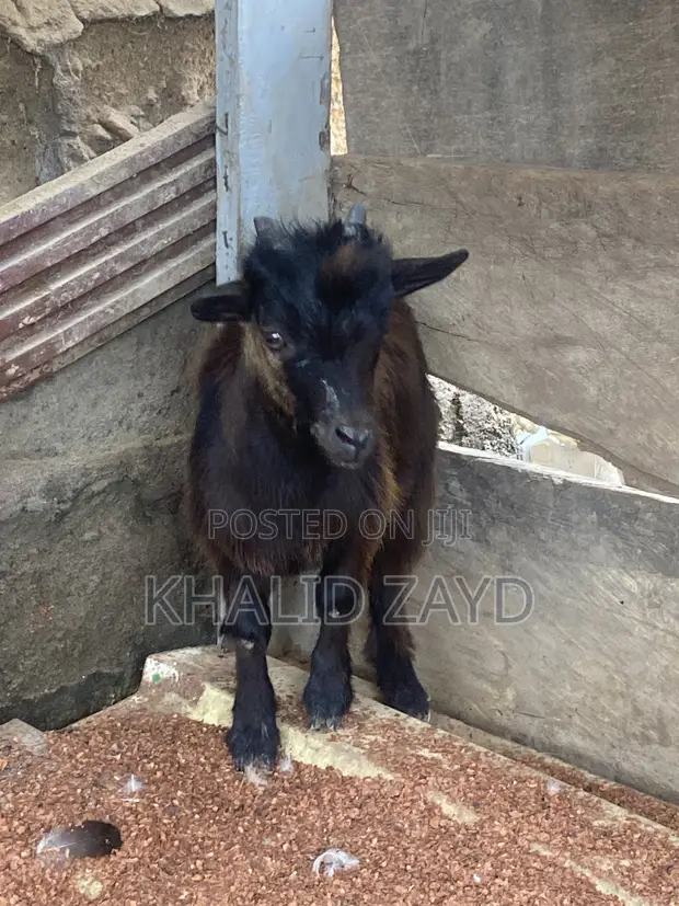 Male Goat - African Dwarf/Local Crossbreed - 1