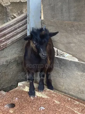 Male Goat - African Dwarf/Local Crossbreed