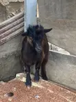Male Goat - African Dwarf/Local Crossbreed - 1