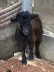 Male Goat - African Dwarf/Local Crossbreed - 2
