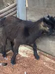 Male Goat - African Dwarf/Local Crossbreed - 3