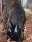 Male Goat - African Dwarf/Local Crossbreed - 4