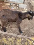 Male Goat - African Dwarf/Local Crossbreed - 5