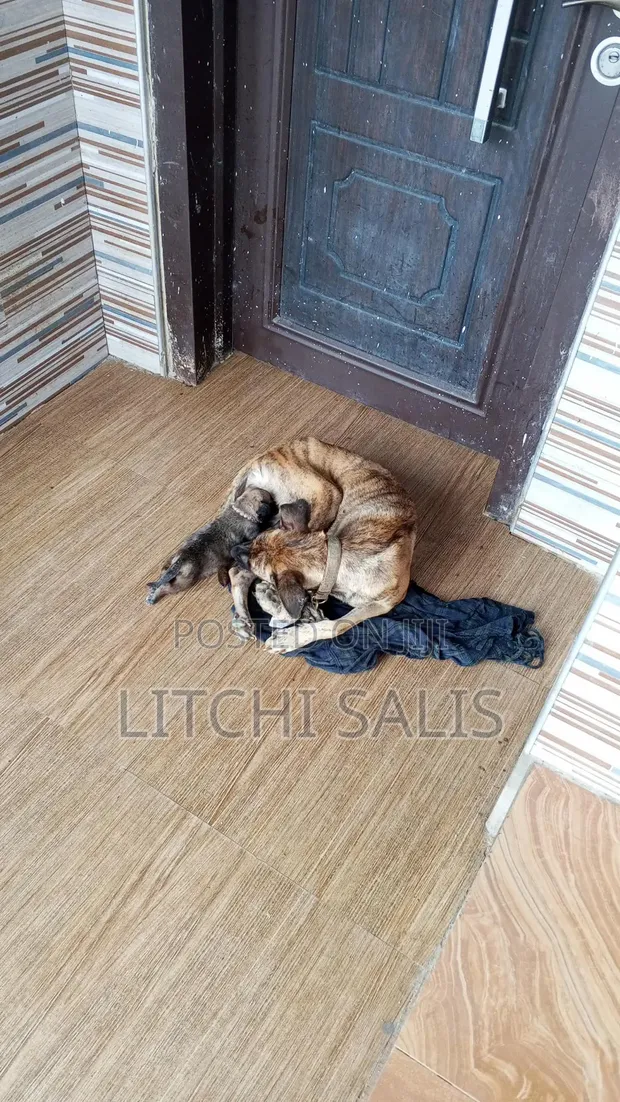 Male Mixed Breed Boerboel Puppy (0-1 Month) - 1
