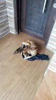 Male Mixed Breed Boerboel Puppy (0-1 Month) - 1