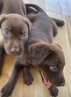 Purebred Labrador Retriever Puppy - Male