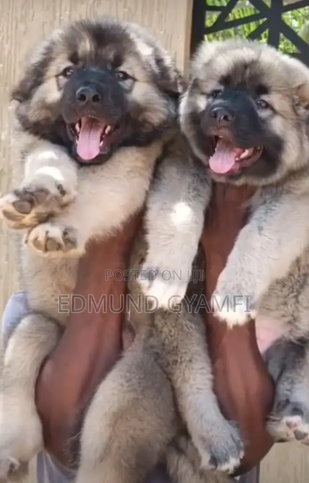 Female Purebred Caucasian Shepherd Puppy - 1