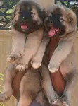 Female Purebred Caucasian Shepherd Puppy - 2