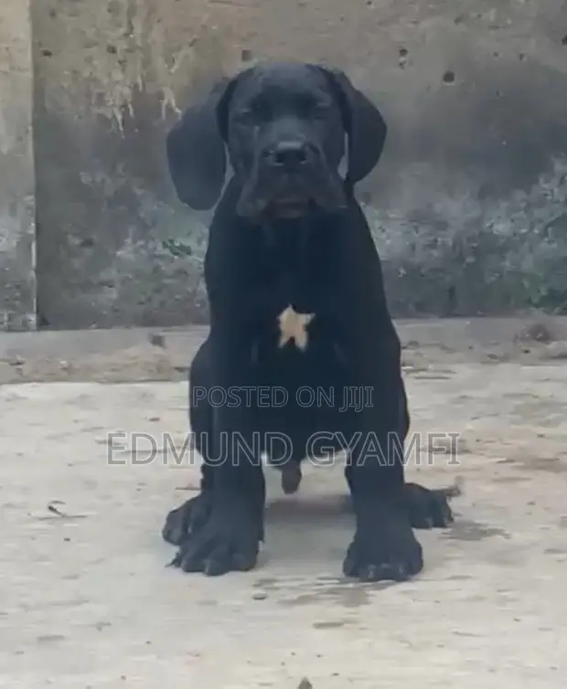 1-3 Month Male Purebred Cane Corso Puppy - 1