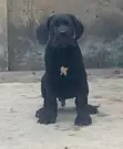 1-3 Month Male Purebred Cane Corso Puppy - 1