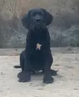 1-3 Month Male Purebred Cane Corso Puppy - 2