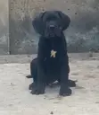 1-3 Month Male Purebred Cane Corso Puppy - 3