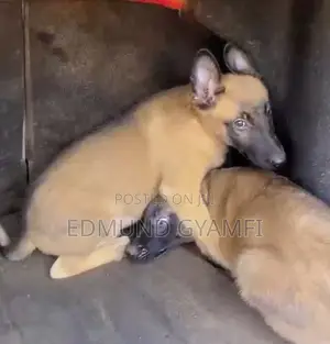 Female Purebred Belgian Malinois Puppy (1-3 Months)