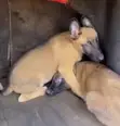 Female Purebred Belgian Malinois Puppy (1-3 Months) - 1