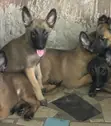 Female Purebred Belgian Malinois Puppy (1-3 Months) - 2