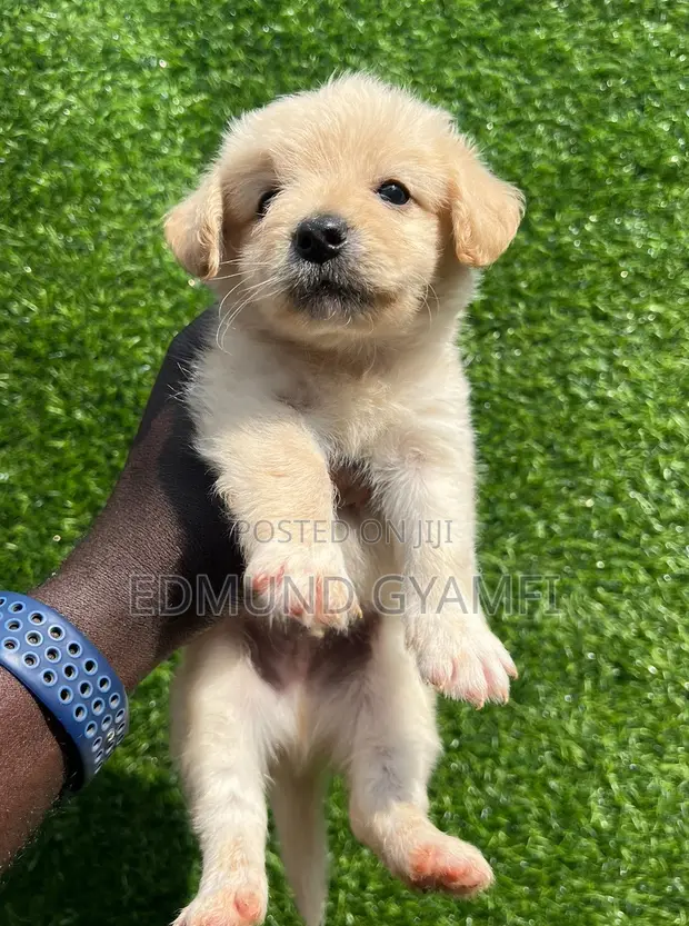 1-3 Month Old Male Purebred Maltipoo Puppy - 1