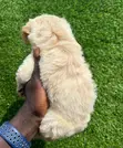 1-3 Month Old Male Purebred Maltipoo Puppy - 2